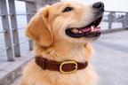 Golden retriever wearing a brown collar with a gold buckle on a blurred background
